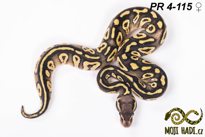 hadi na prodej, mládě, český chov hadů, odchov hadů, mojihadi.cz, Python regius, ballpython, krajta královská, Mojave Pastel, het Hypo